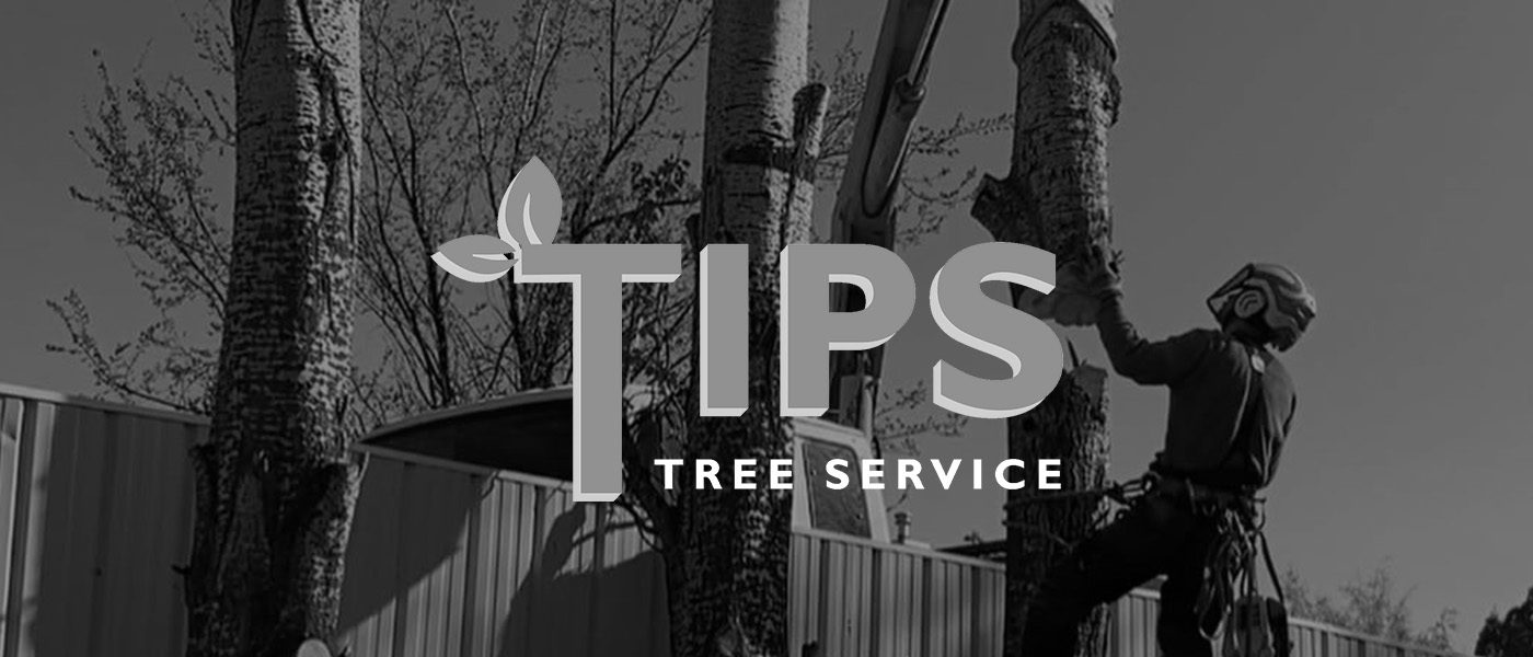 Tips Tree